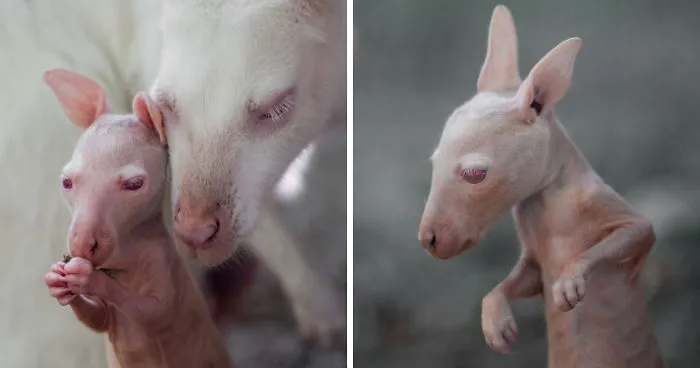 Here Is A Chance For Anyone Who Hasn't Seen A Baby White Kangaroo