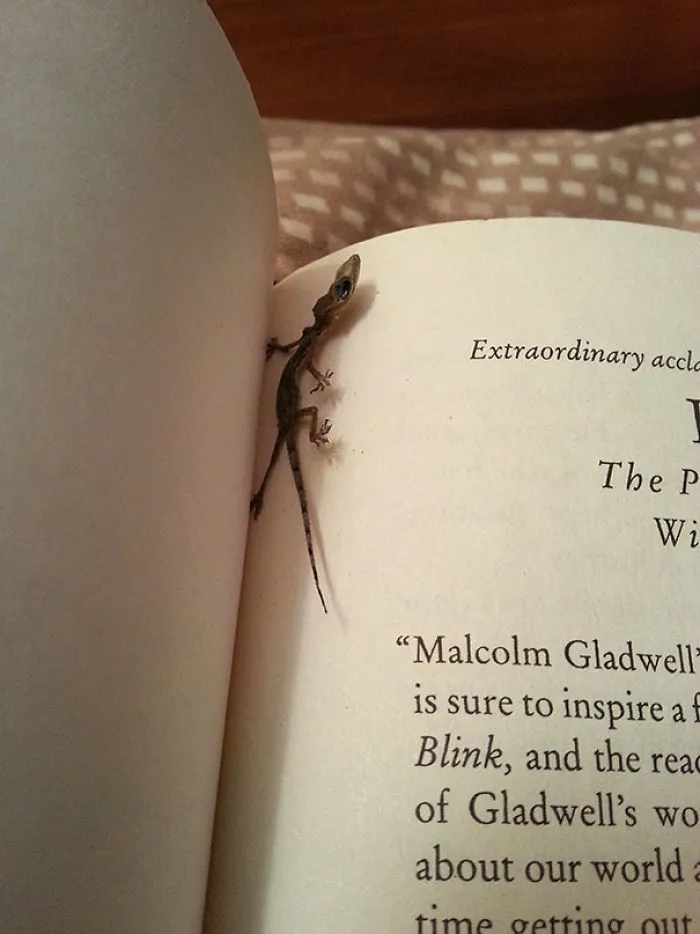 Found A Dried Lizard Between My Book's Pages