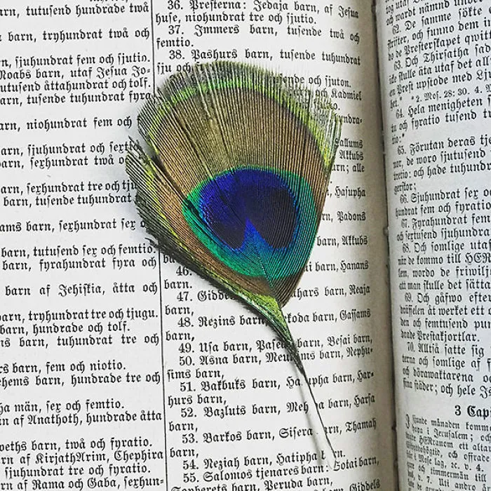 Found In An 1860's Bible