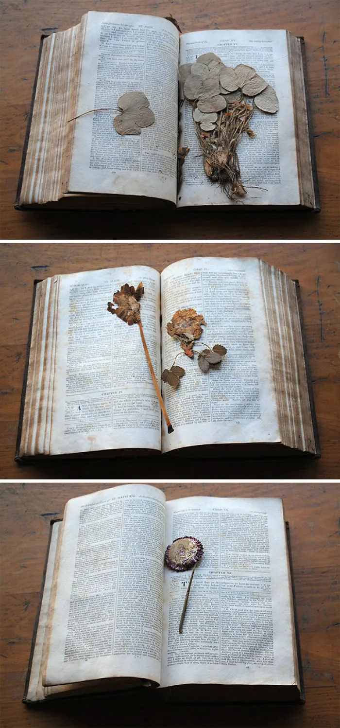 Dentro de este libro de 1833 había muchísimas plantas prensadas y flores secas