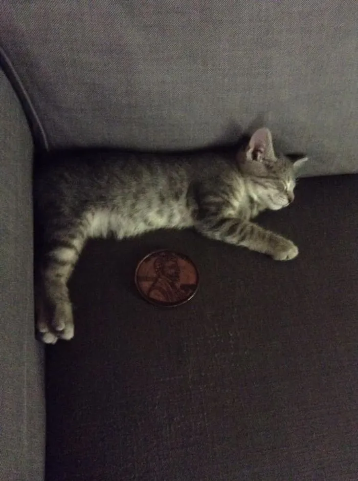 I Found A Giant Metal Penny In The Toy Section Of Gw. It Makes Everything Look Tiny!!! Love It!!