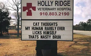 30 Of The Funniest Cat Jokes Vet Clinics Put Up On Their Signs