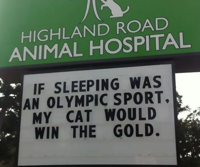Vet clinic sign with a funny cat joke about sleeping winning the gold in an Olympic sport at Highland Road Animal Hospital.