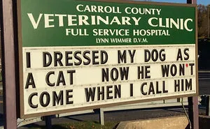 30 Of The Funniest Cat Jokes Vet Clinics Put Up On Their Signs