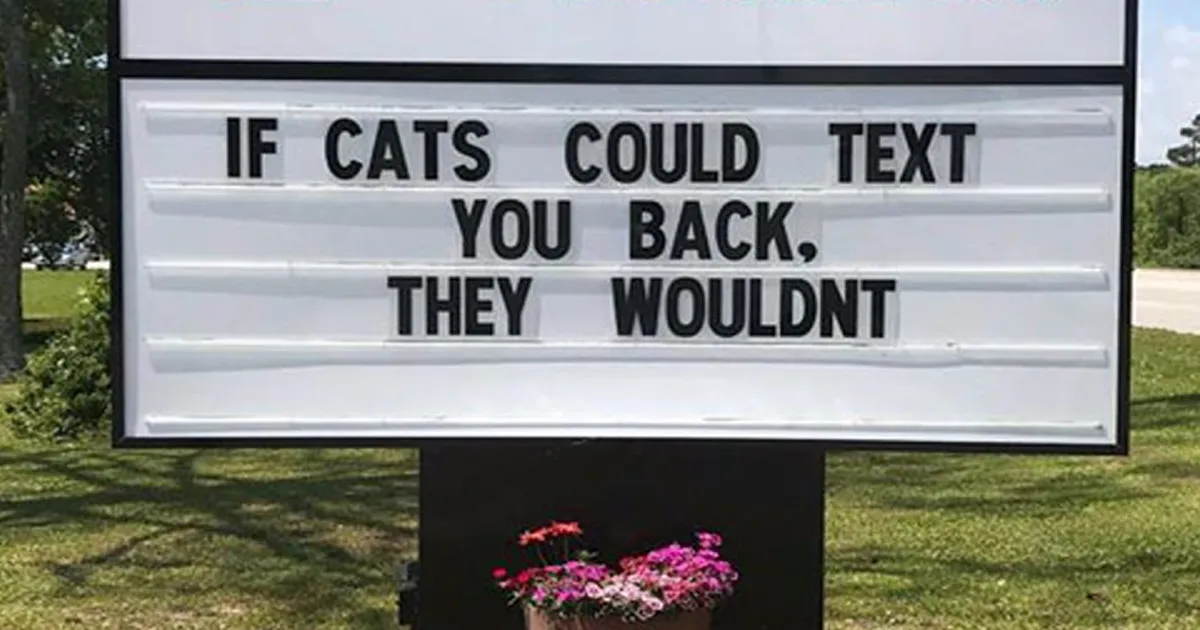 30 Of The Funniest Cat Jokes Vet Clinics Put Up On Their Signs