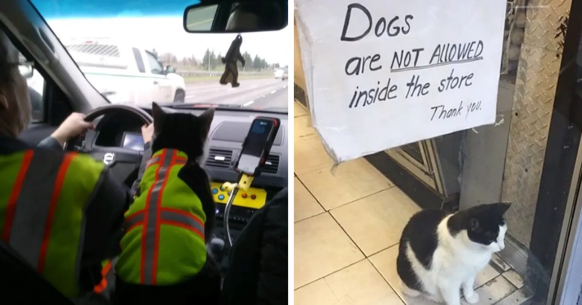 La gente comparte fotos de gatos trabajando (24 fotos)