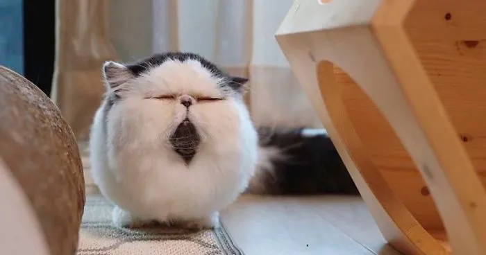 Meet Zuu - The Cat Who Embodies The Feeling When You Hear Your Alarm Clock Start Ringing