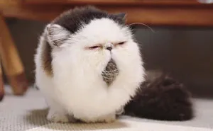Meet Zuu - The Cat Who Embodies The Feeling When You Hear Your Alarm Clock Start Ringing