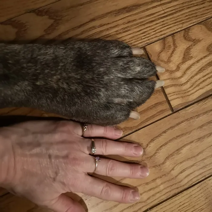 ¿Pata gigante o mano pequeña?