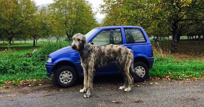 People Are Posting Hilarious Photos Of Their Irish Wolfhounds, And It’s Crazy How Large They Are