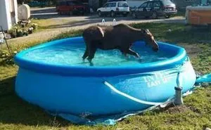 45 Funny Pictures That Perfectly Sum Up Canada