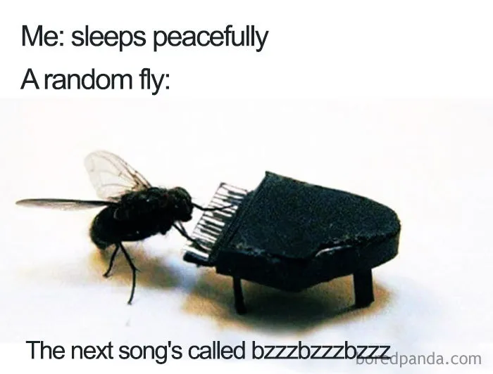 Midnight Fly Concert