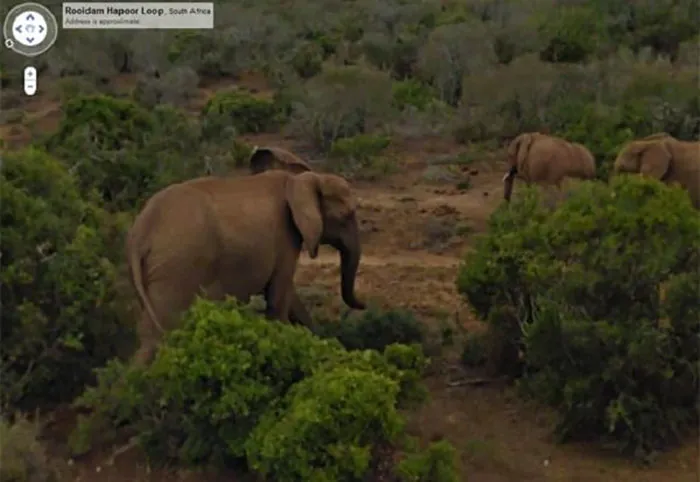 30 Fotos accidentales de animales que salen en Google Street View