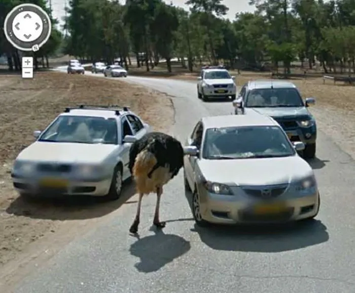 30 Best Accidentally Taken Animal Pics By Google Street View