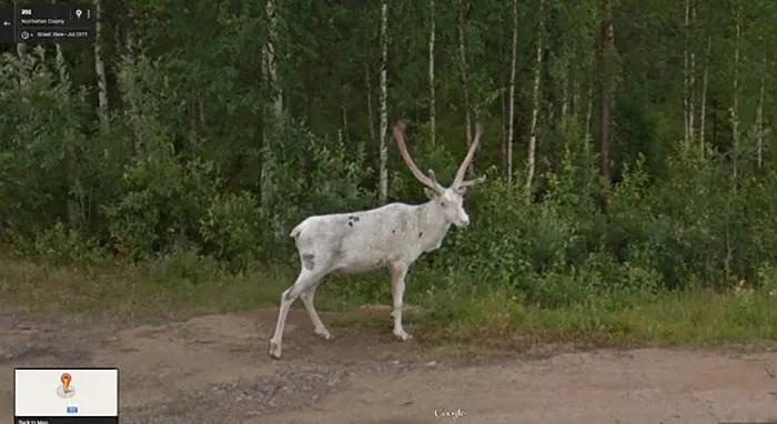 30 Best Accidentally Taken Animal Pics By Google Street View