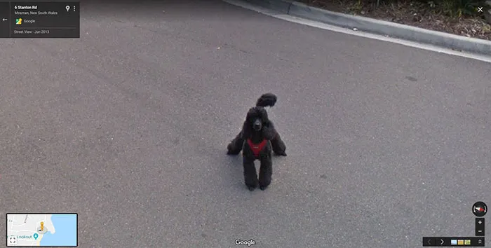 30 Fotos accidentales de animales que salen en Google Street View
