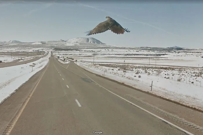 30 Best Accidentally Taken Animal Pics By Google Street View