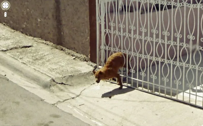 30 Fotos accidentales de animales que salen en Google Street View