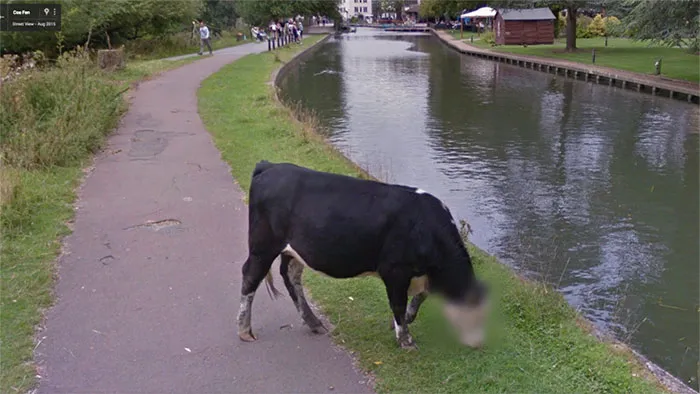 30 Best Accidentally Taken Animal Pics By Google Street View