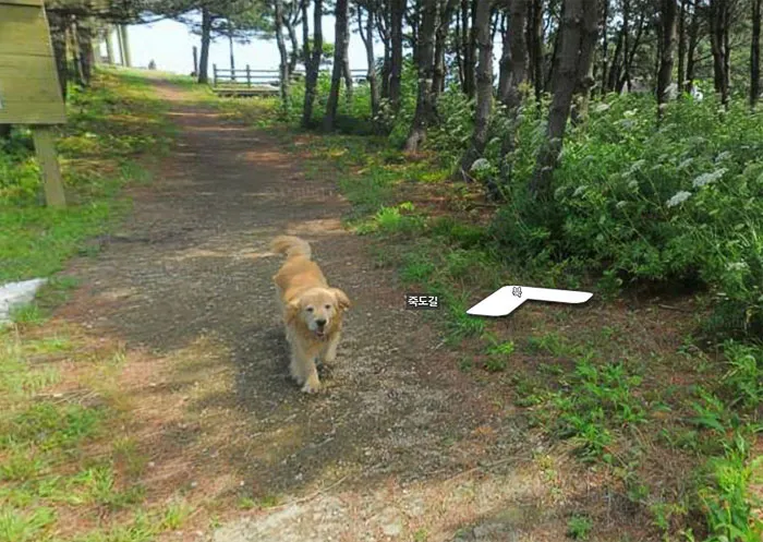 30 Fotos accidentales de animales que salen en Google Street View