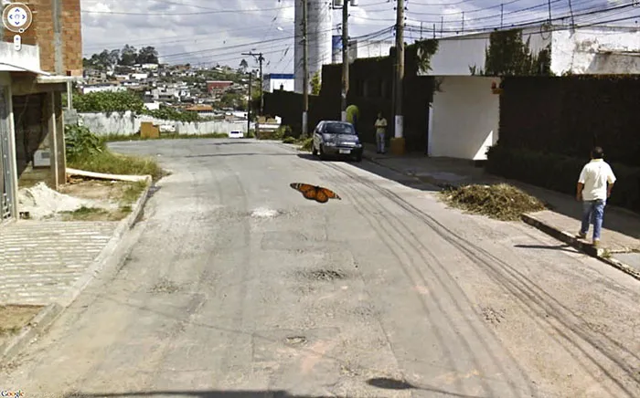 30 Best Accidentally Taken Animal Pics By Google Street View