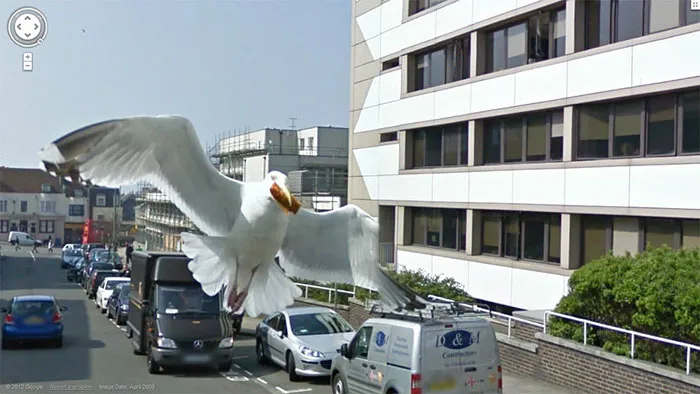 30 Best Accidentally Taken Animal Pics By Google Street View