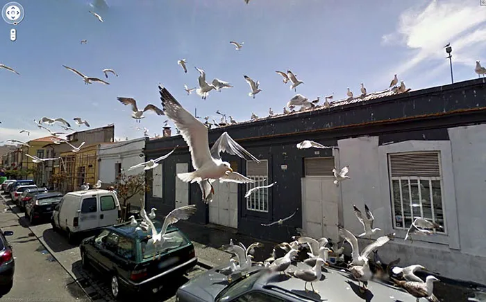 30 Fotos accidentales de animales que salen en Google Street View