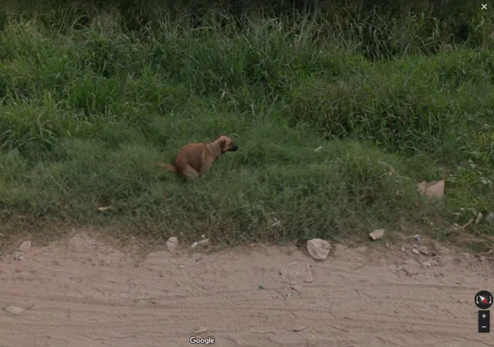30 Best Accidentally Taken Animal Pics By Google Street View