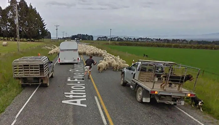 30 Fotos accidentales de animales que salen en Google Street View