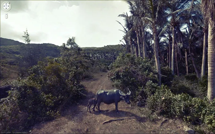 30 Fotos accidentales de animales que salen en Google Street View