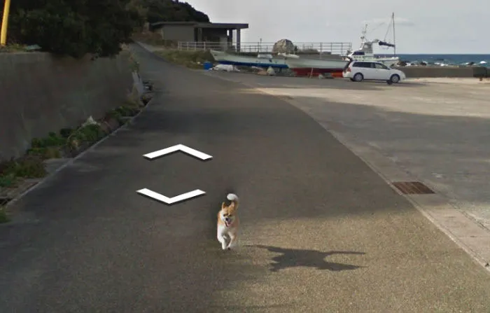 30 Best Accidentally Taken Animal Pics By Google Street View