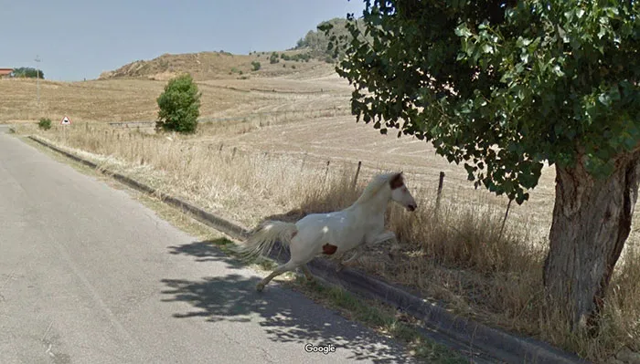 30 Best Accidentally Taken Animal Pics By Google Street View