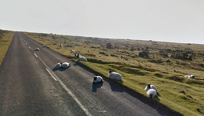 30 Best Accidentally Taken Animal Pics By Google Street View