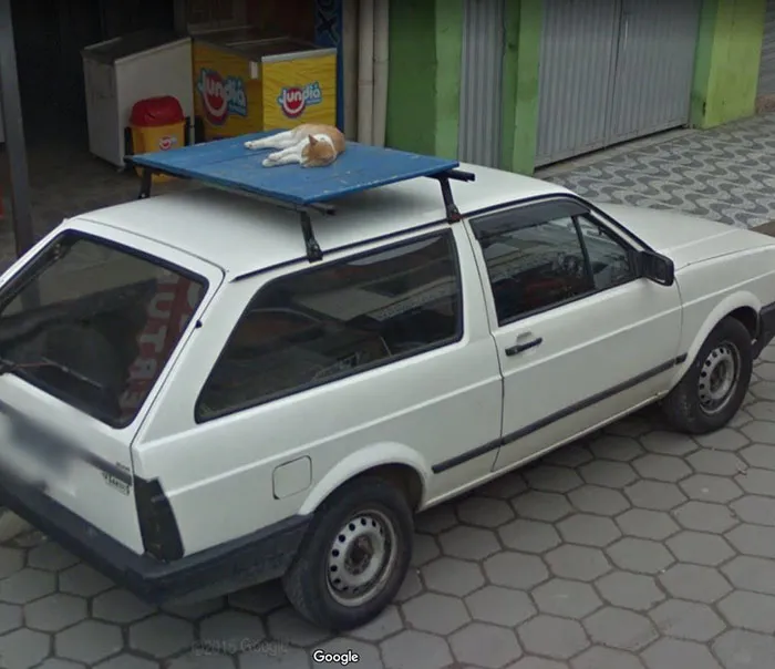 30 Best Accidentally Taken Animal Pics By Google Street View