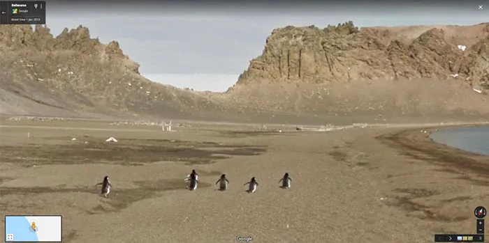 30 Fotos accidentales de animales que salen en Google Street View
