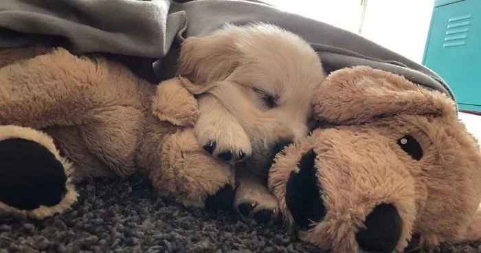 This Adorable Golden Retriever Can't Leave Home Without His Mini-Me Stuffed Toy