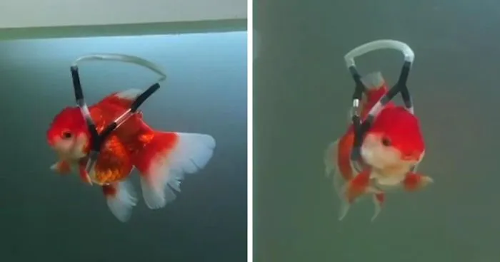 This Man Creates A Flotation Device To Save His Beloved Goldfish From Dying