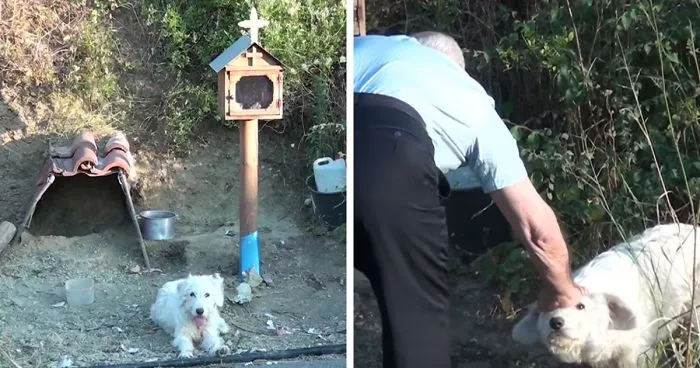 Loyal Dog Refuses To Leave His Owner’s Car Crash Site For 18 Months So Locals Built Him A Home
