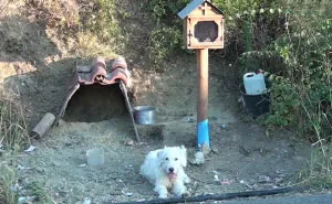 Loyal Dog Refuses To Leave His Owner’s Car Crash Site For 18 Months So Locals Built Him A Home