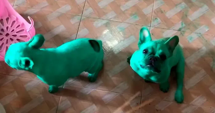 Two French Bulldogs Who Accidentally Cover Themselves In Green Become Viral