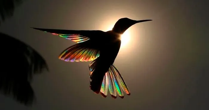 9 Magical Pictures Of Hummingbirds' Wings Shining Like Rainbows
