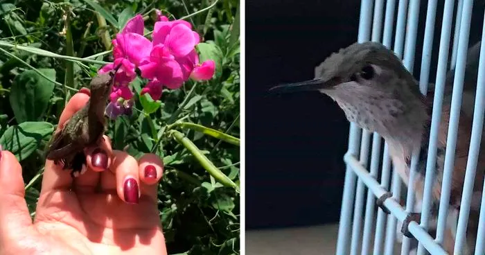 Woman Saves A Hummingbird That Fell Off A Tree, It Repays By Making Her Look Like A Real-Life Disney Princess