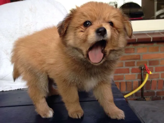 Adorable Ugly.