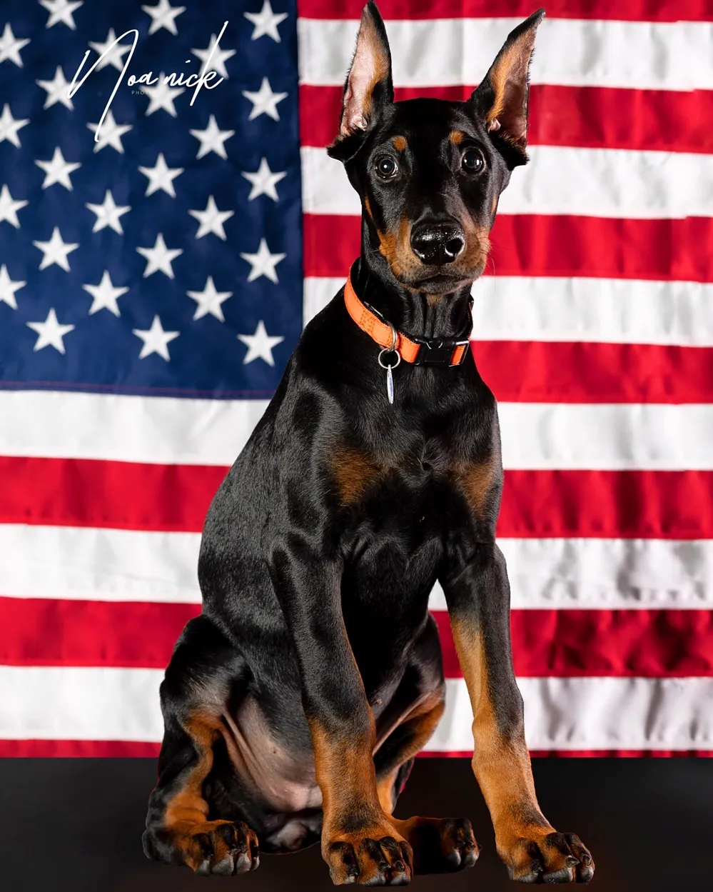 7 Pet Photography Tips For Beginners