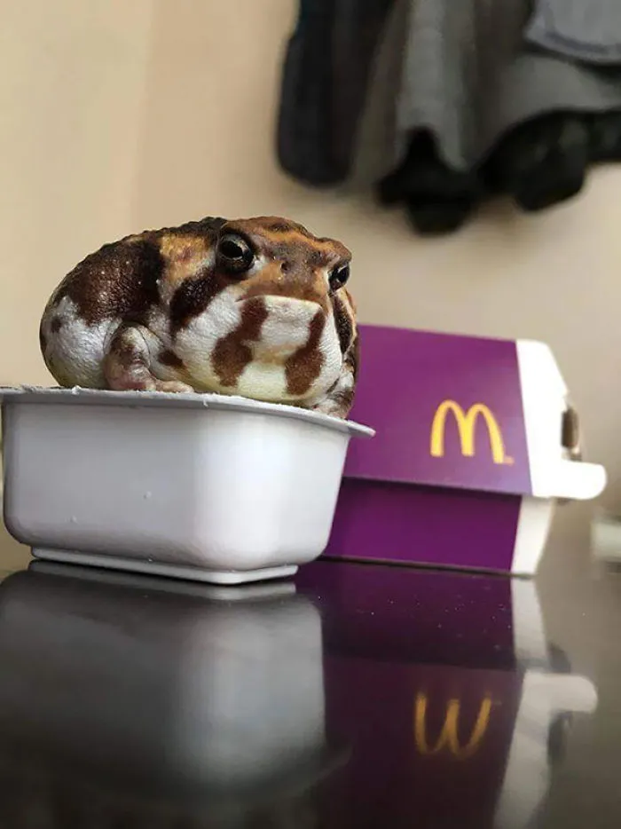 Por un momento pensaba que era helado