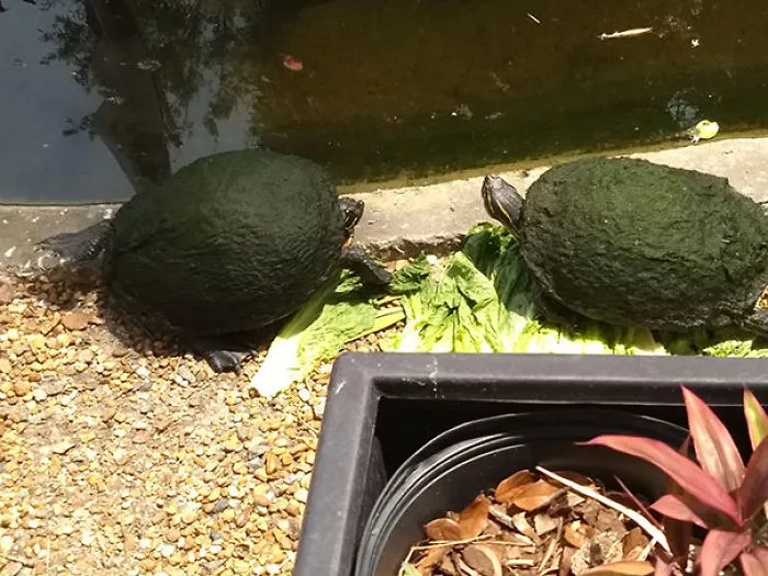 Aguacates prohibidos