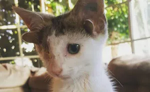 Rescue Kitty With 4 Ears And One Eye Escapes Misery After Finding His Forever Home