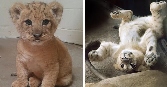 Este cachorro es Bahati, el adorable modelo usado para crear a Simba en el remake de El Rey León
