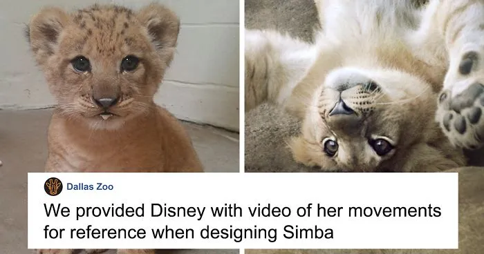 Meet Bahati The Cub, The Adorable Model For Simba In The Lion King Remake