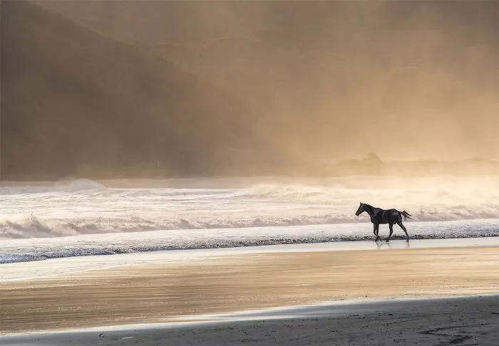 Free Horse